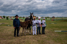 IV Regionalna Wystawa Koni Hodowlanych