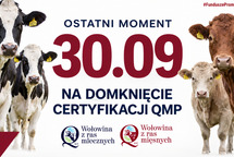 Certyfikat QMP 