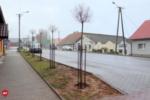 Nasadzenia drzew na ulicy Karola Kurpińskiego we Włoszakowicach