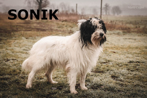 Sonik - piesek do adopcji